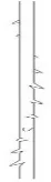 AestheLine Double Arm Thread